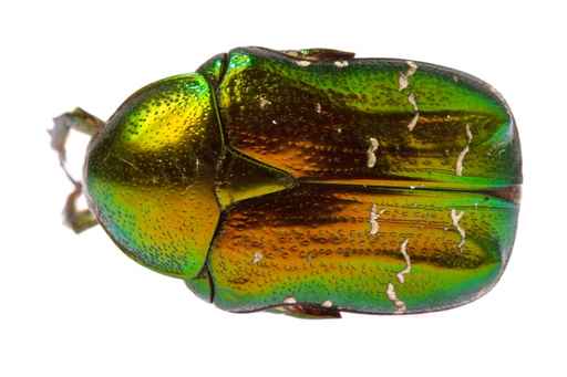 brilliant coloured beetle