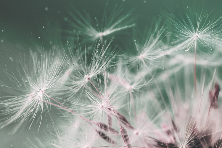 Dandelion Seeds In The Wind